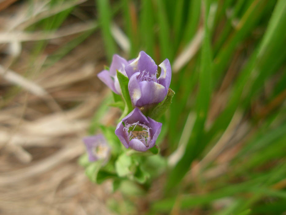 Gentianella columnae e Gentianella campestris a confronto